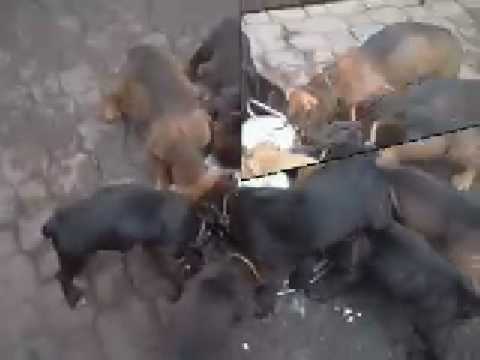 Feeding Puppies Raw Chicken Livers Cottage Cheese The