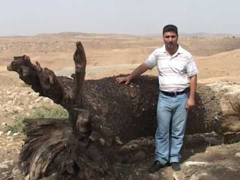 Watch شجرة العجائب في كوردستان العراق - تقرير جلال الخالدي