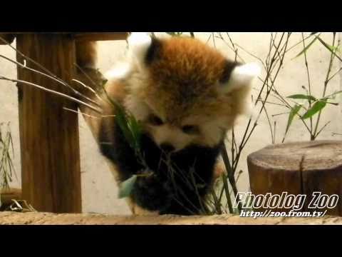 Red Panda 2010 もふもふコロコロのレッサーパンダの赤ちゃん@埼玉Zoo