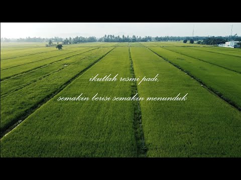Cinematic view of sawah padi + DJI Mavic Mini