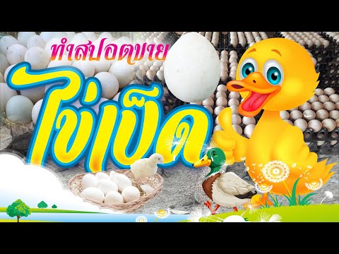 ทำสปอตขายไข่เป็ดแผงละ 100 บาท จำหน่ายไข่เป็ดฟาร์ม