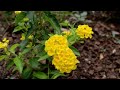 Видео Nikon D3200 : Sample video 1080p(a demo video showing how good the focusing works)