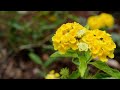 Nikon D3200 : Sample video 1080p(a demo video showing how good the focusing works)