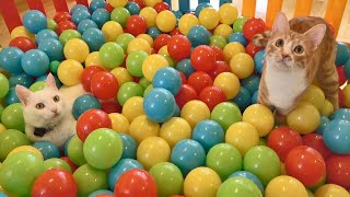 Play this video Two Cats and 500 Balls in a Ball Pit !!