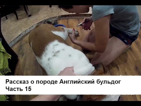 Секс С Девушки С Английский Бульдог