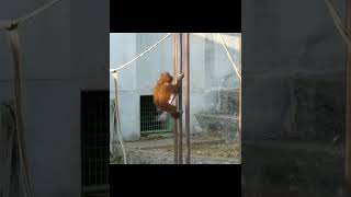 Young Orangutan Being Playful.