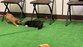 FEIST Border Collie Mix Puppies