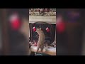 Cats Are So Funny You Will Die Laughing - Funny Cats Compilation 2019|Awesome Cats|Funny Pets Planet