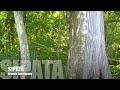Lagu Batak Holong Galau Ter Favorit 2013 Vol 2 images Lagu Batak Holong Galau Ter Favorit 2013 Vol 2