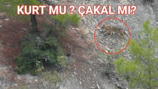 Kurtkiz Ve Börünün Kovaladiği Kurt Mu Çakal Mi ? - Cesur Neden Bi̇zde ? Fotokapan Görüntüleri̇