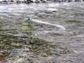 NQD Tear into Jet "Green Goblin" Denny Creek