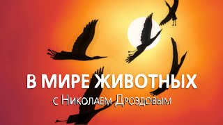 В Мире Животных С Николаем Дроздовым  Выпуск 37 (2018)