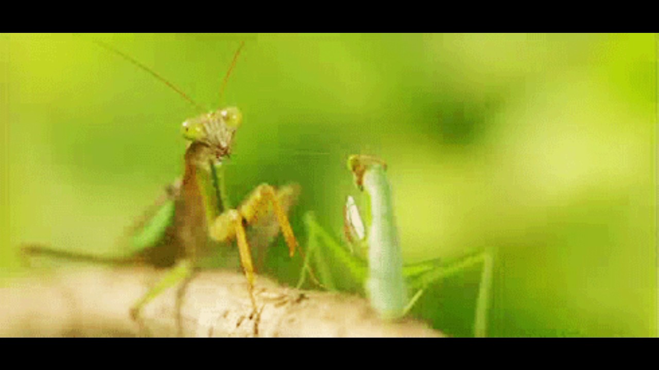 Mantis short animation compilation fan photo