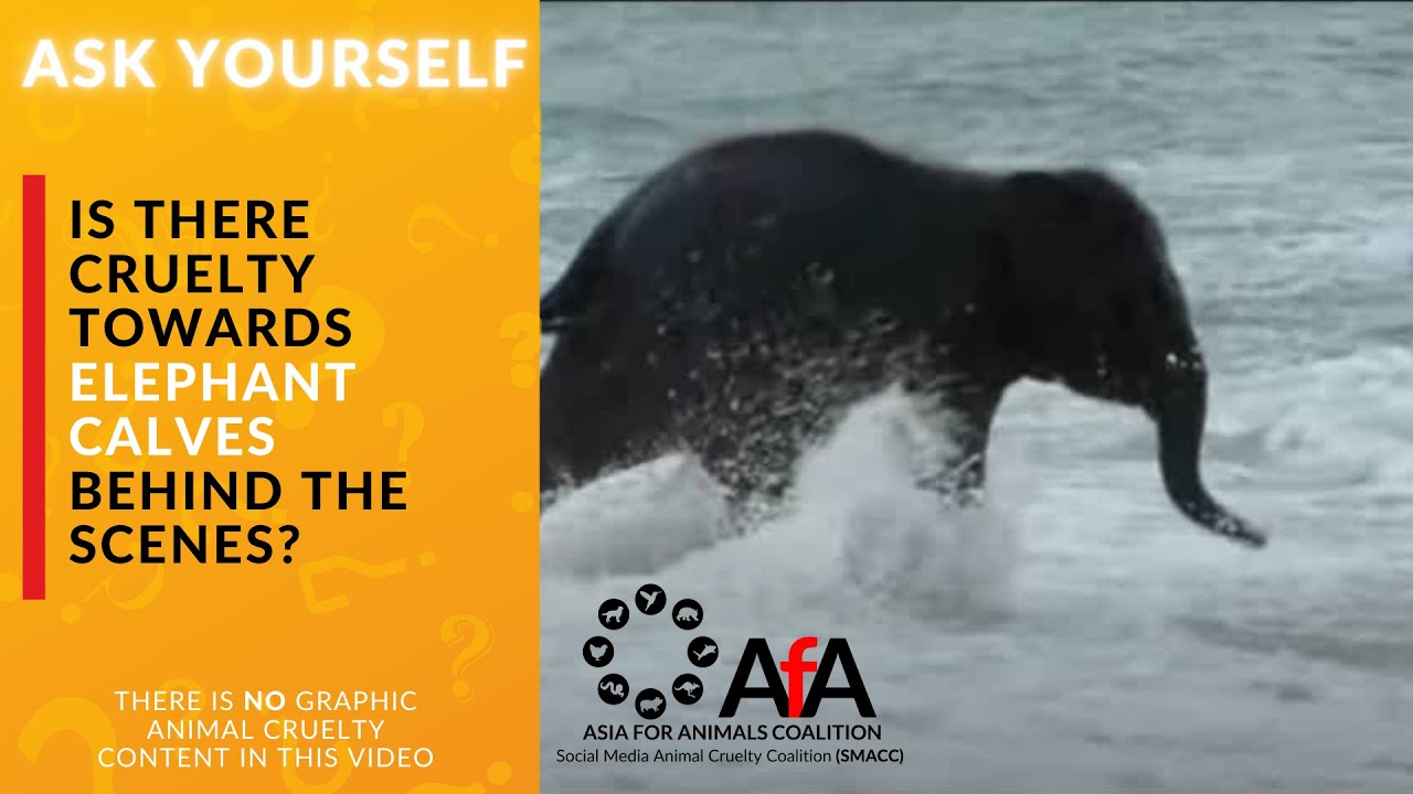 SMACC Ask Yourself