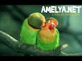 Lagu Karo Selamat Menempuh Hidup Baru images Lagu Karo Selamat Menempuh Hidup Baru