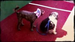 Boys Tennis game with dogs watching in Spanish summer