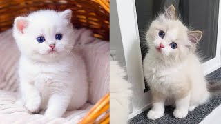 Play this video Baby Cats - Cute and Funny Cat Videos Compilation 34  Aww Animals