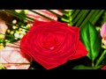 stream Bleizer Flori Pentru Cele Mai Frumoase Fete Bleizer Flori Pentru Cele Mai Frumoase Fete image