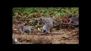 The Hunted