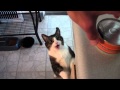 Piggy Eating Canned Food Video
