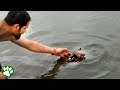 Man leaps into water to save a drowning koala