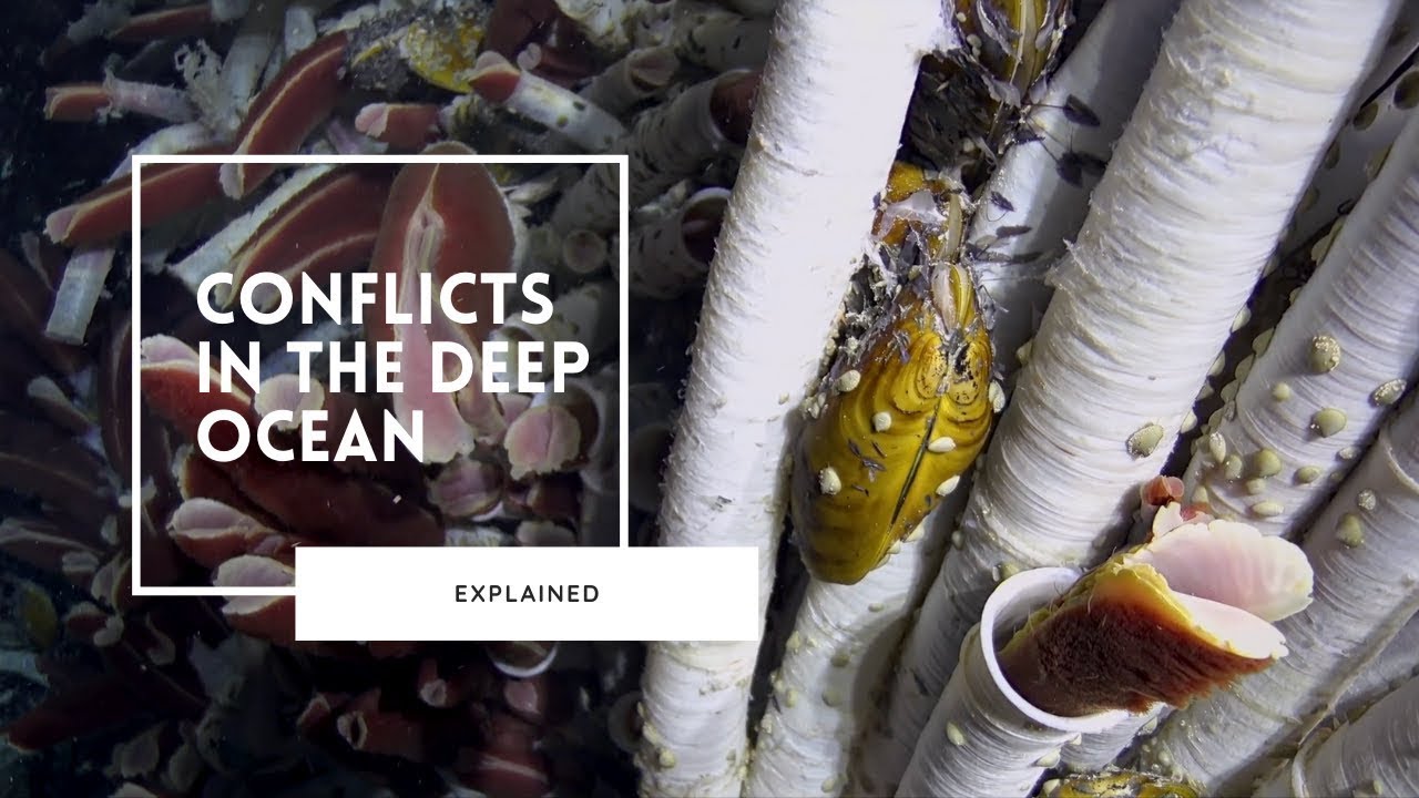 The Vicious World of Deep Sea Competition