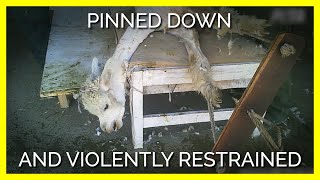 Terrified Alpacas Are Pinned Down and Violently Restrained for Wool