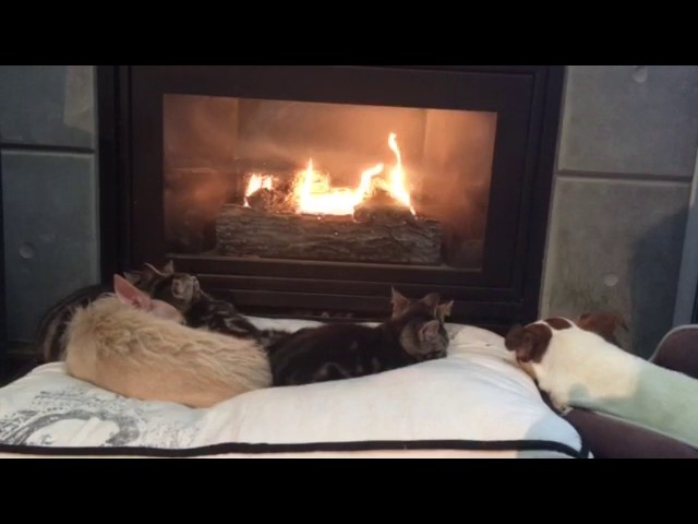 Cats And Dogs Relaxing In Front Of Fire - Video