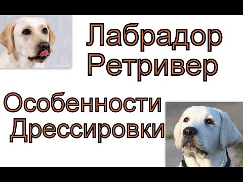 Начать дрессировать щенка лабрадора в домашних условиях