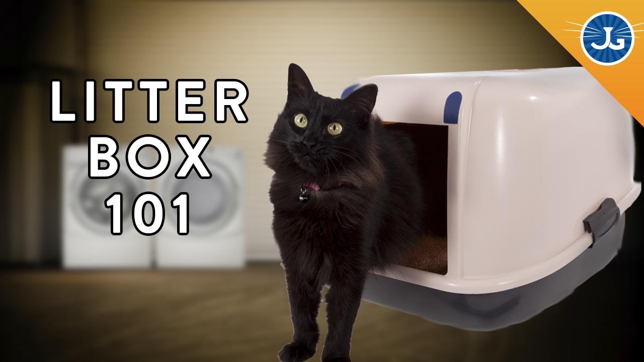 Peeing outside litter box