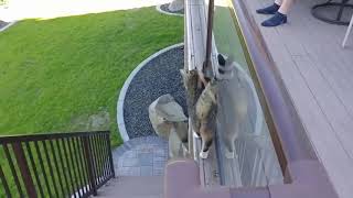 Funny Cat Videos #124