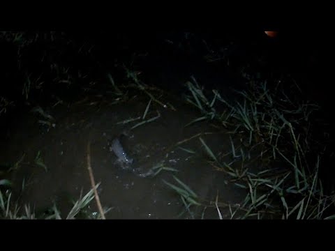 ปักเบ็ดเหยื่อลูกฮวกงวดสุดท้ายของปี หมานปลาดุกมาลาบเลย ปักเบ็ดเหยื่อลูกฮวกงวดสุดท้ายของปี หมานปลาดุกมาลาบเลย