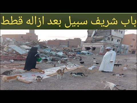 cat videos 2022|cat videos| cat video Pakistan|cat rescue videos|cat video|قطط جده |قطط