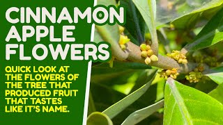 Cinnamon Apple Or Pouteria Hypoglauca In Full Flush With Hundreds Of The Smallest Blossoms. Cute