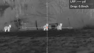 6Mm Creedmoor Coyote Hunting Three Coyotes Get Dumped With 90Gr Cx Factory Ammo
