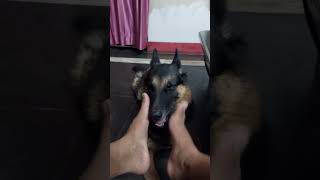 Crushing The Dog By Feet