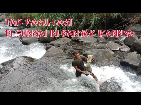 TAK RAGU LAGI DI SUNGAI INI TERNYATA BANYAK IKANNYA