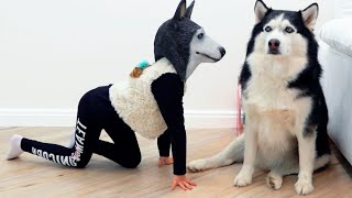 Sofia And Funny Adventures With Dogs & Cats