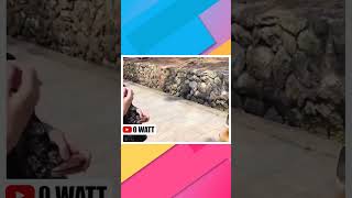 Funny Animal Videos