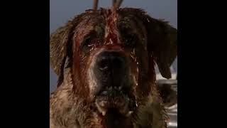Cujo Wont Hurt Anybody Cujo 1983