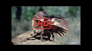 National Geographic Doentary - The Actual Era Of Dinosaurs - Bbc Discovery Planet Animals