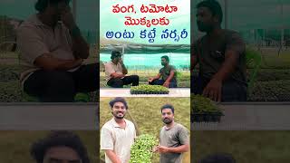 అట మకకల నరసర Vegetable Plants Grafting Nursery Grafted Seedlings