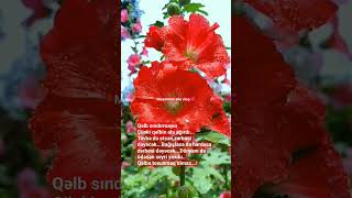 Qəlb Sındırmaq