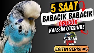 Konuşan Muhabbet Kuşu Babacık Babacık Öpücük 5 Saat Muhabbet Kuşu Konuşturma Eğitimi