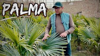Sovuqqa Chidamli Manzarali Palma Gullari Qoqonda Eng Arzon Optom Narxlarda.