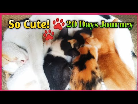 4 Newborn Kittens Growing Up | From Birth to 20 Days 🐱❤️ 4 Newborn Kittens Growing Up | From Birth to 20 Days 🐱❤️