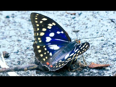 国蝶オオムラサキ埼玉横瀬町・寺坂棚田の先で2025 国蝶オオムラサキ埼玉横瀬町・寺坂棚田の先で2025