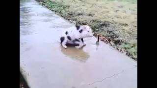 El Chanchito Se Resvala