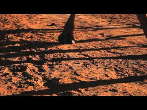EXTRAIT – Prince du désert, histoire d’une légende – Equidia Life