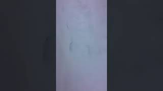 Bfro Report 56798
